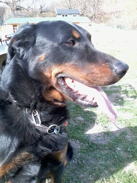 domainedelalicorne.fr Elevage de beauceron chiot beauceron pure race élevage du clos de la licorne elevage des gardiens de la licorne elevage beauceron noir et feu authentique gros gabarits élevage de Beauceron familial sérieux et qualité domainedelalicorne.fr suivi des chiots conseil d’éducation chiot propre bas rouge santé caractère spécialiste du beauceron noir et feu ou arlequin chien rustique berger de France  nos chiots sont élevés avec amour et attention notre passion au service de la qualité Beauceron de qualité et sportif domaine de la licorne 04380 BARRAS élevage en liberté éleveur berger de beauce élevage de beauceron de travail 